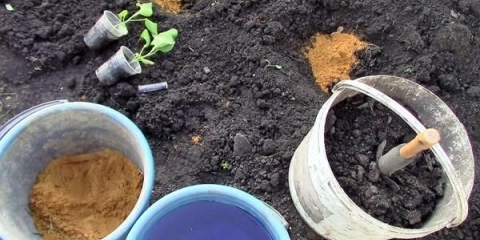 Kako hraniti patlidžan nakon sadnje u zemlju